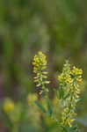 Indian sweetclover